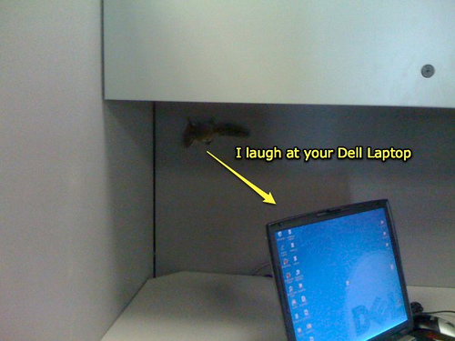 Office Chipmunk