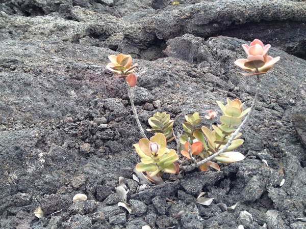 Flower in Lava